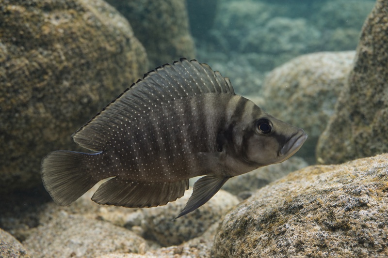 Altolamprologus compressiceps 'Kitumba'